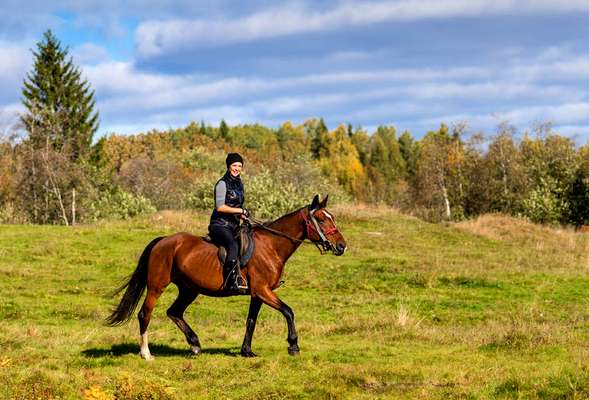 Walk on horses for beginners