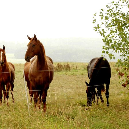 Horse riding